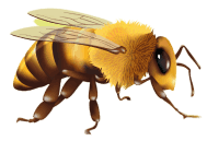 bee